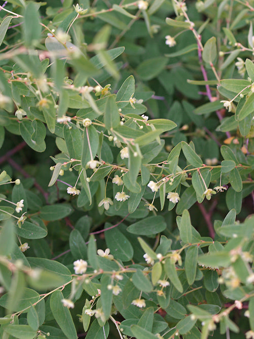 LEPTOPUS CHINENSIS