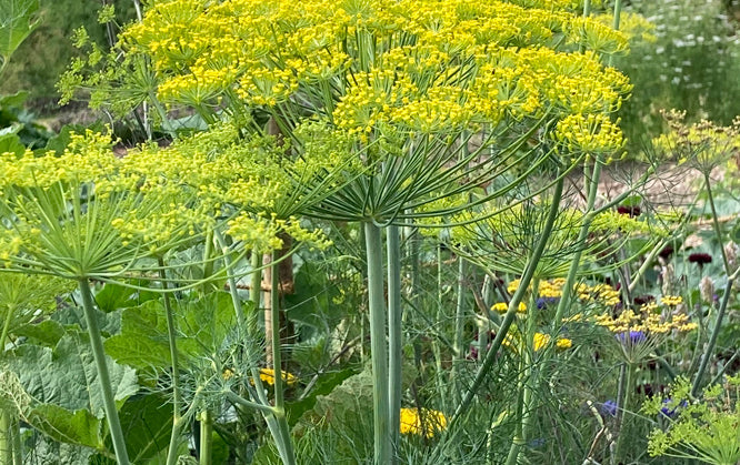 ANETHUM GRAVEOLENS