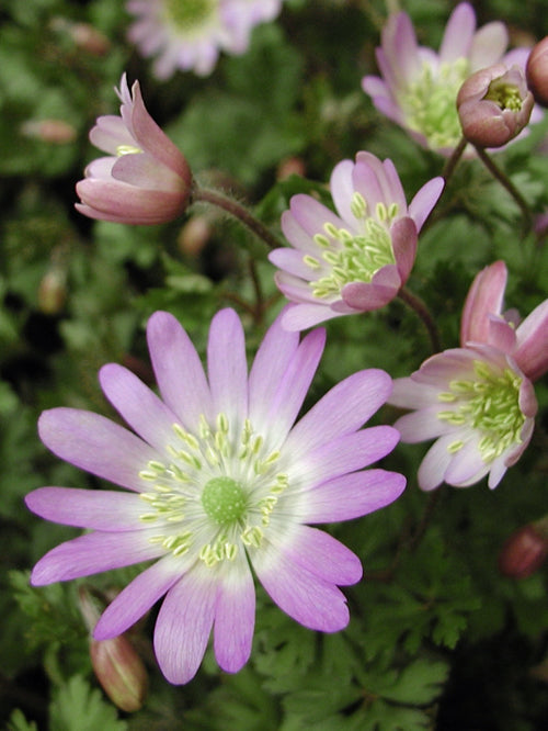 ANEMONE BLANDA 'CHARMER'