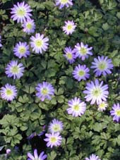 ANEMONE BLANDA 'VIOLET STAR'