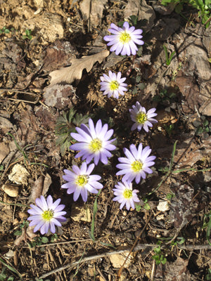 ANEMONE BLANDA