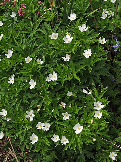 ANEMONE CANADENSIS