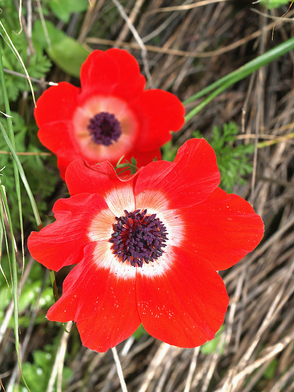 ANEMONE CORONARIA