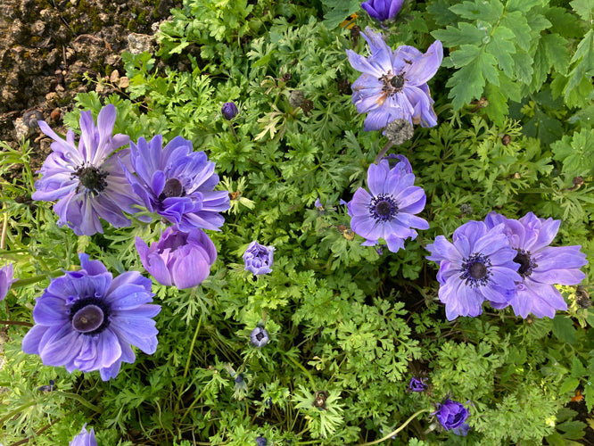 ANEMONE CORONARIA 'LORD LIEUTENANT'