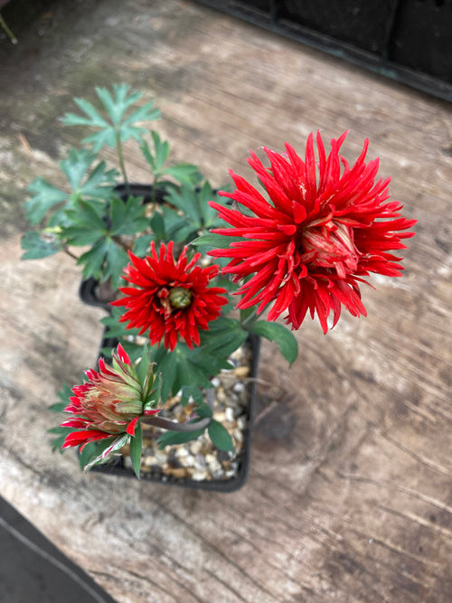 ANEMONE x FULGENS 'MULTIPETALA'