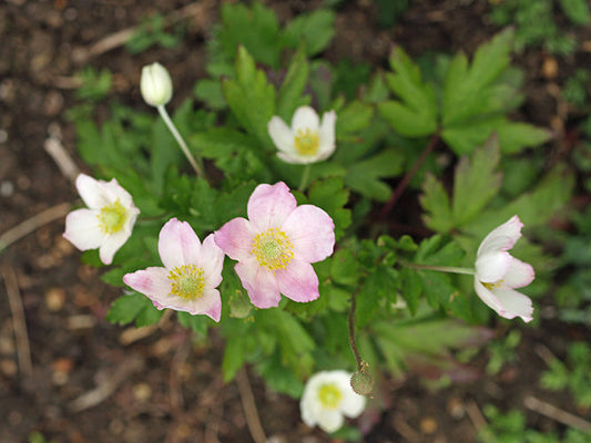 ANEMONE 'DANISH WHITE'