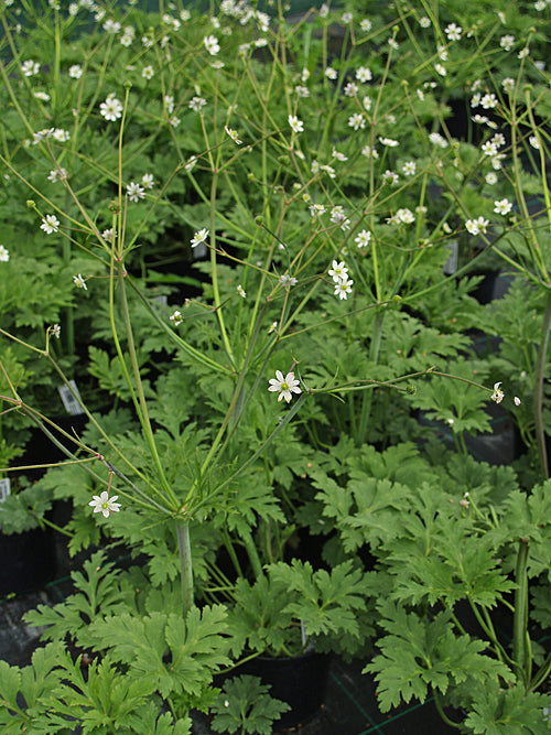 ANEMONE FILISECTA