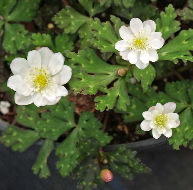 ANEMONE FLACCIDA GINPAI