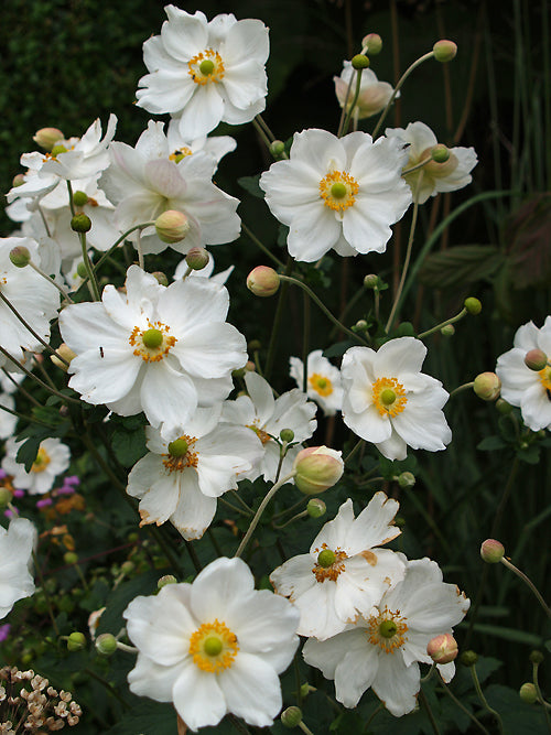 ANEMONE x HYBRIDA 'HONORINE JOBERT'