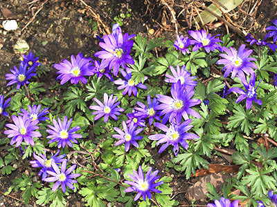 ANEMONE BLANDA 'INGRAMII' CE&H.626