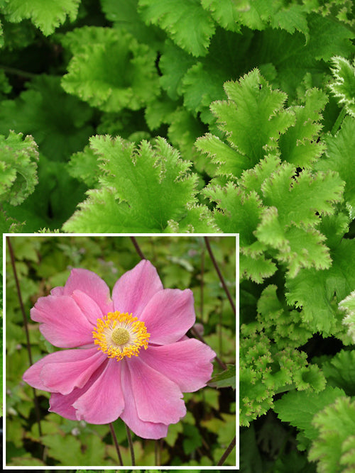 ANEMONE x HYBRIDA 'LADY GILMOUR'/'CRISPA'