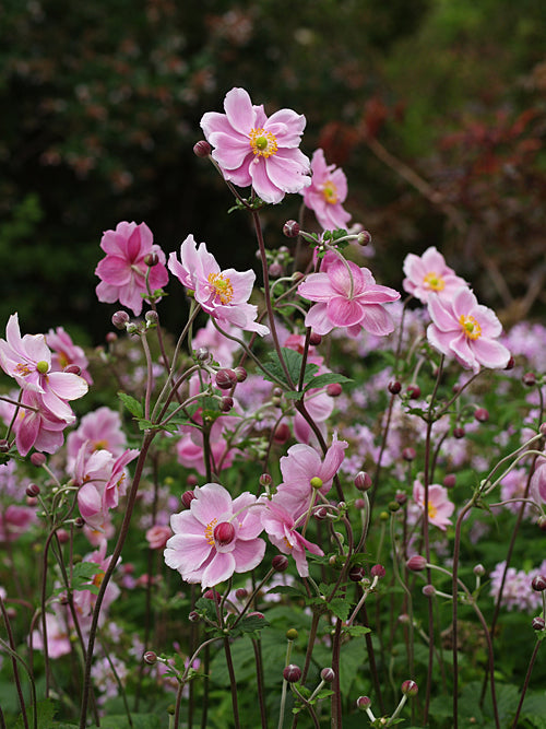 ANEMONE x HYBRIDA 'LORELEY' 1