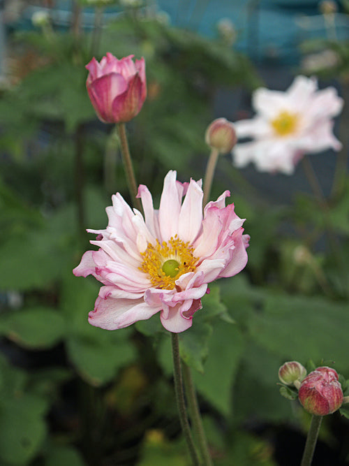ANEMONE x HYBRIDA 'LORELEY' 2