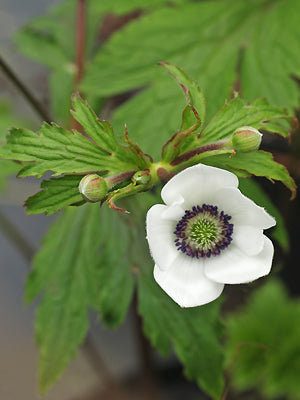 ANEMONE LEVEILLEI