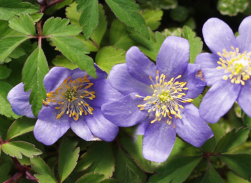 ANEMONE NEMOROSA 'MART'S BLUE'