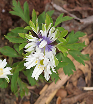 ANEMONE NEMOROSA 'VIOLETBRACTS'