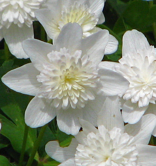 ANEMONE NEMOROSA 'VESTAL'