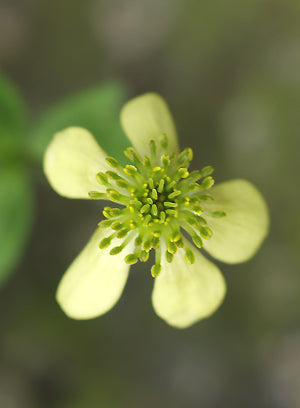 ANEMONE OBTUSILOBA 'SULPHUREA'