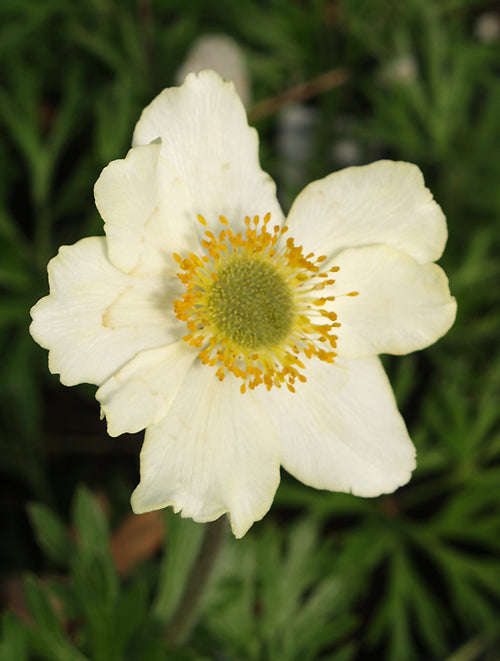 ANEMONE PALMATA