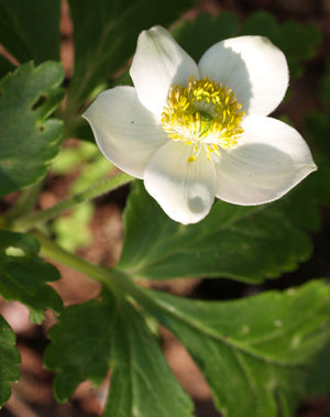 ANEMONE PRATTII