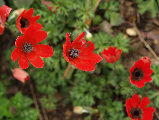 ANEMONE PAVONINA