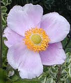 ANEMONE x HYBRIDA 'RICHARD AHRENDS'