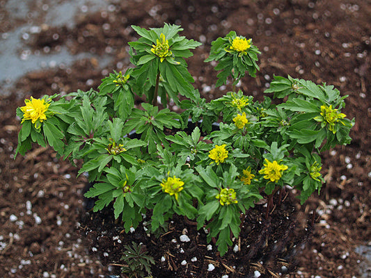 ANEMONE RANUNCULOIDES 'CRAZY VIENNA'