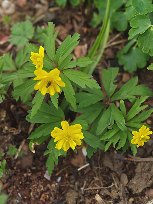ANEMONE RANUNCULOIDES 'PLENIFLORA'