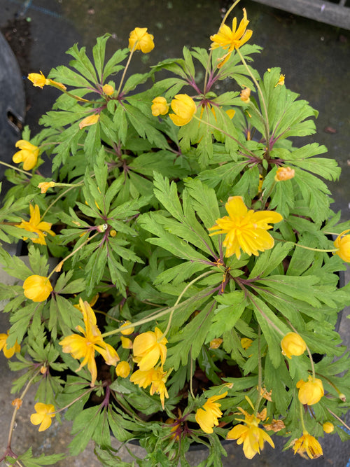 ANEMONE RANUNCULOIDES 'HIIUMAA'