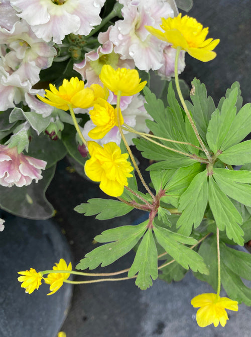 ANEMONE RANUNCULOIDES 'MUKU'