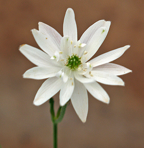 ANEMONE RIVULARIS SEMI-DOUBLE FORM