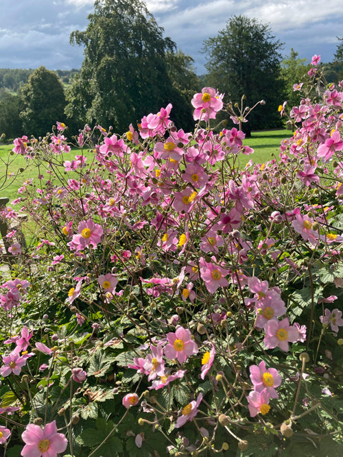 ANEMONE TOMENTOSA 'ALBA DURA'