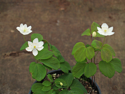 ANEMONE UDENSIS V&S 93-0077