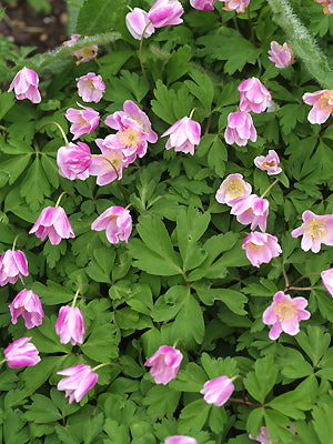 ANEMONE NEMOROSA 'WESTWELL PINK'