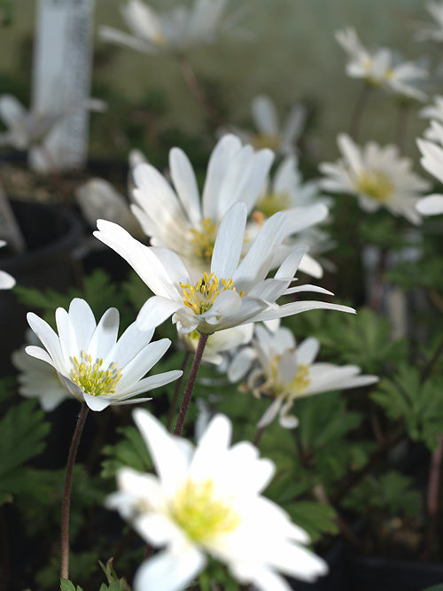 ANEMONE BLANDA 'WHITE SPLENDOUR'