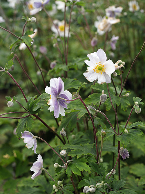 ANEMONE 'WILD SWAN'