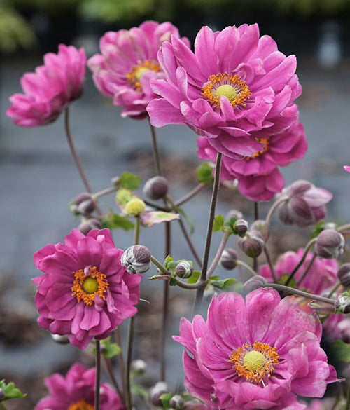 ANEMONE x HYBRIDA 'MARGARETE'