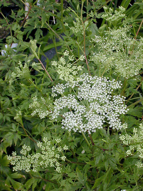 ANGELICA ACUTILOBA