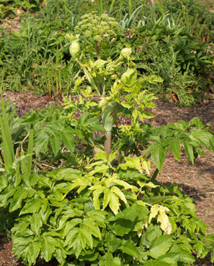 ANGELICA ARCHANGELICA