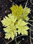 ANGELICA GIGAS yellow form