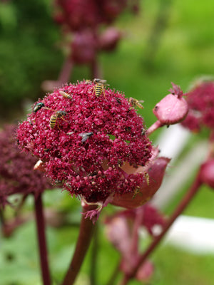 ANGELICA GIGAS