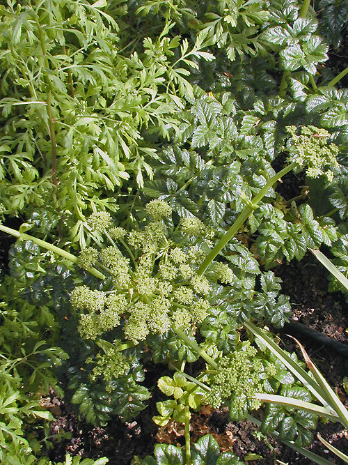 ANGELICA PACHYCARPA