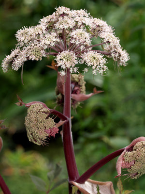 ANGELICA SYLVESTRIS 'PURPUREA' (syn.'VICAR'S MEAD')