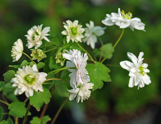 ANEMONELLA THALICTROIDES 'DOUBLE DIAMANTE'