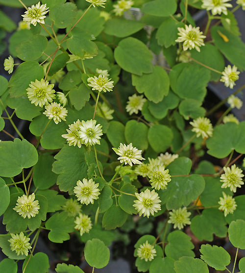 ANEMONELLA THALICTROIDES 'BETTY BLAKE'