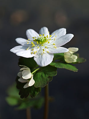 ANEMONELLA THALICTROIDES 'DIAMANTE'