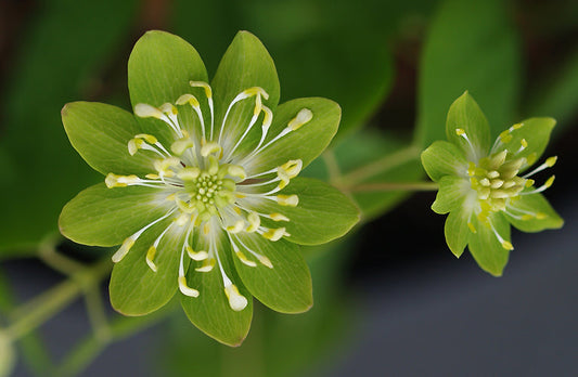 ANEMONELLA THALICTROIDES 'GREEN HURRICANE'