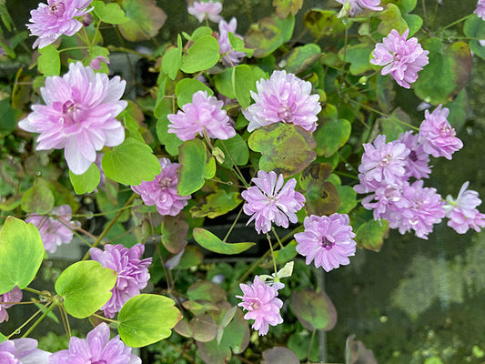 ANEMONELLA THALICTROIDES f.ROSEA 'OSCAR SCHOAF'
