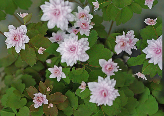 ANEMONELLA THALICTROIDES 'BLUSHING BRIDE'