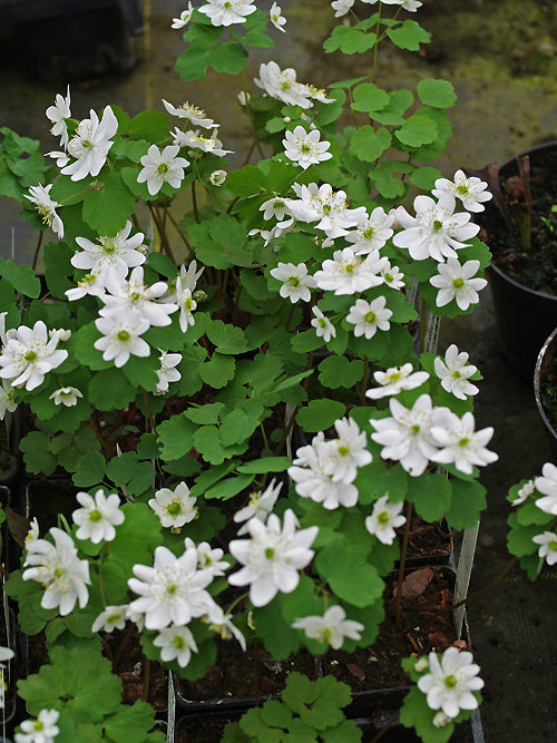 ANEMONELLA THALICTROIDES